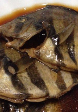 イシダイ(シマダイ)の煮付け-レシピのメイン写真