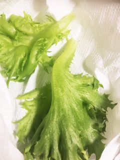 【便利】フリルレタスの保存☆-レシピのメイン写真