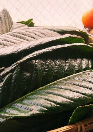 枇杷の葉粉末茶-レシピのメイン写真