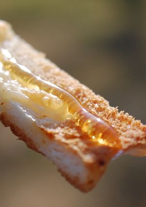 簡単サンドイッチのパンの耳ハニーチーズ！-レシピのメイン写真