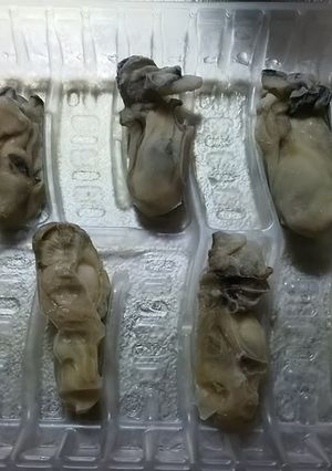 便利！牡蠣の冷凍保存に餃子のトレイ-レシピのメイン写真
