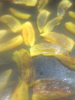 焼き柿-レシピのメイン写真