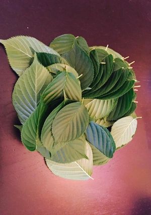 salted sakura leaves-レシピのメイン写真