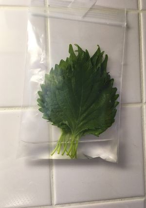 超長持ち&コンパクトな大葉の保存-レシピのメイン写真