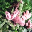 豚肉と⭐グリーン野菜のサラダ