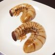 白玉団子でカブトムシの幼虫2(グロ注意)