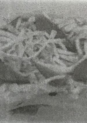 岩国寿司(押し寿司)-レシピのメイン写真