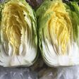 白菜の日持ち伸びする必殺カット!長期保存