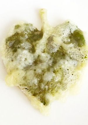 ハート型が可愛い　おかわかめの天ぷら-レシピのメイン写真