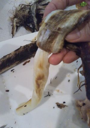 カルソターダ風焼きネギ　魚焼きグリルで-レシピのメイン写真
