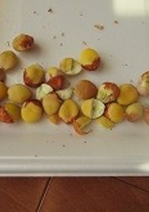干からびているギンナンの再生-レシピのメイン写真