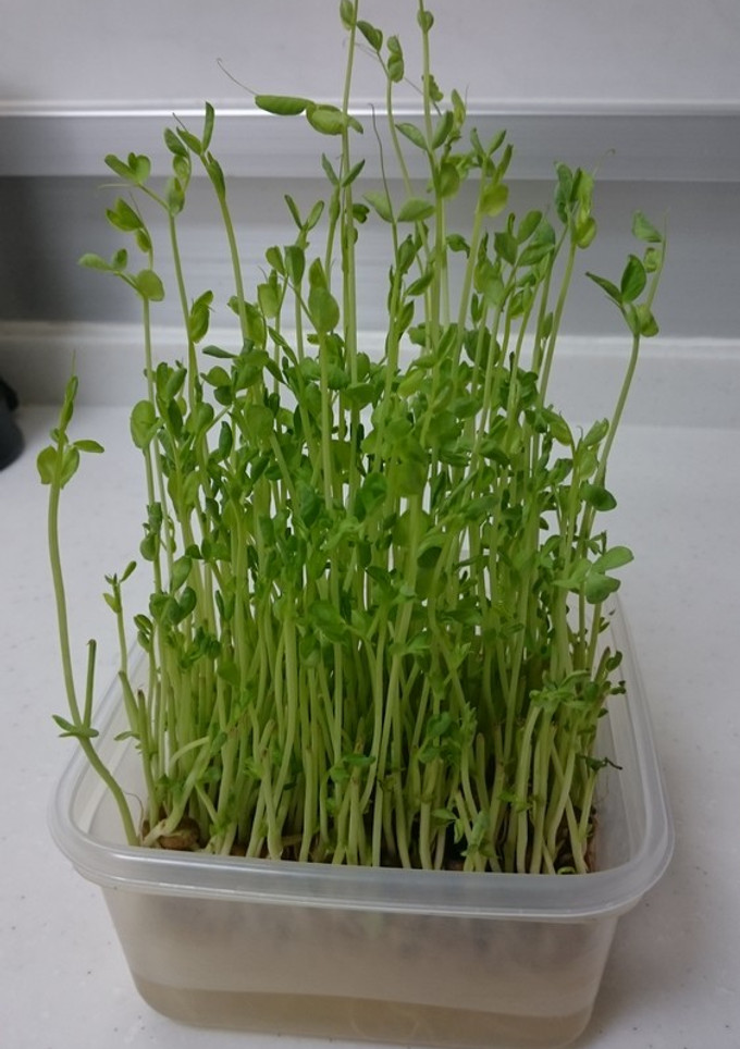 いつも成功！秘密の豆苗再生法 育て方-レシピのメイン写真