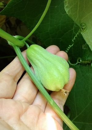 ハヤトウリの食べ方「その２」-レシピのメイン写真
