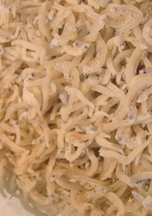 しらすのパラパラ保存方法-レシピのメイン写真