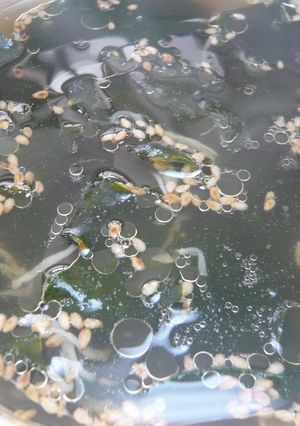 5分でわかめスープ-レシピのメイン写真