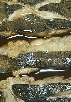なめたカレイの煮付け-レシピのメイン写真