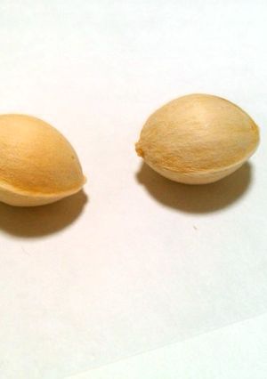 ぎんなんの殻を割る、コツ！-レシピのメイン写真