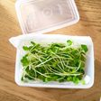 かいわれ大根長持ち!作り置き保存法