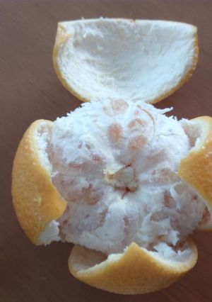 実はまんまる♪固い八朔の皮の剥き方-レシピのメイン写真