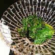 ほうれん草の塩昆布ごま和え