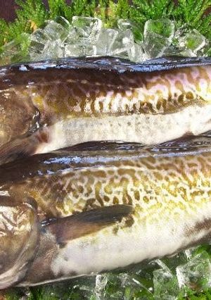 大きい魚の捌き方*応用ききます*-レシピのメイン写真