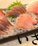 おウチで簡単・イサキのお刺身【動画あり】