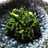 超簡単ニラの中華和え☆大量消費☆春菊でも