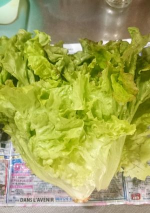 サニーレタスの保存法-レシピのメイン写真
