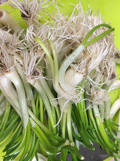 山形の山菜ひろっこのお浸し-レシピのメイン写真