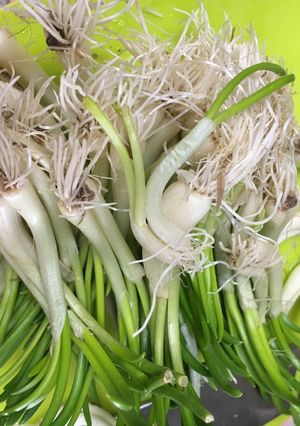 山形の山菜ひろっこのお浸し-レシピのメイン写真