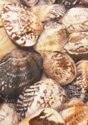 【基本】浅利の砂抜き-レシピのメイン写真