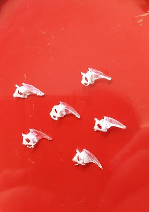ニギスのニギス（’17.3）-レシピのメイン写真