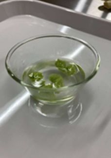 凍結粉砕枝豆(秘伝豆)inゼリー-レシピのメイン写真