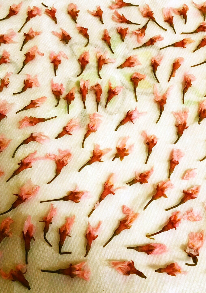 桜の花の塩漬け(ソメイヨシノ)-レシピのメイン写真