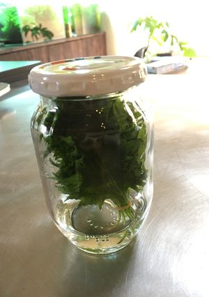 大葉の保存方法-レシピのメイン写真