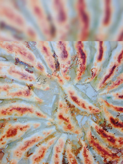 羽根付き餃子の美味しい焼き方-レシピのメイン写真