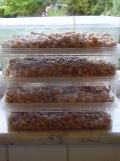 ヨーロッパで納豆作り-レシピのメイン写真