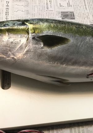 ハマチの胃袋刺し-レシピのメイン写真