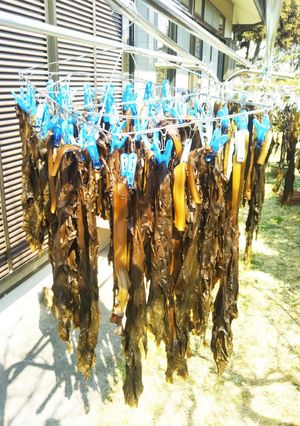 大量生わかめの攻略法w-レシピのメイン写真