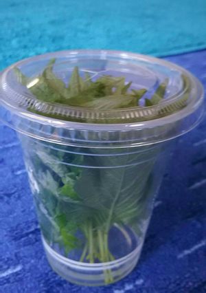 大葉の保存-レシピのメイン写真