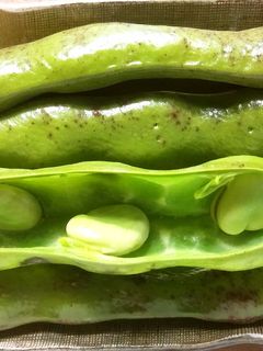 グランシェフで空豆を蒸してみた-レシピのメイン写真