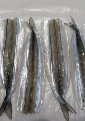 細魚（さより）の一夜干-レシピのメイン写真
