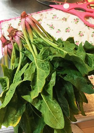 ほうれん草のおひたし（梅酢）-レシピのメイン写真