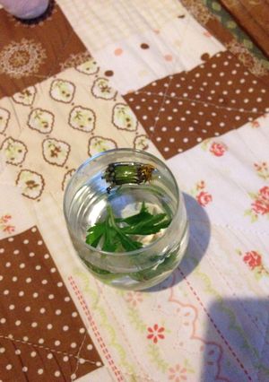 春酒 タンポポとヨモギ湯の日本酒お湯割-レシピのメイン写真