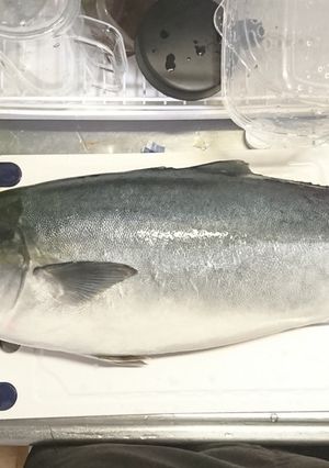 ヨネ家の春のワラサ祭り 三枚下ろし編-レシピのメイン写真