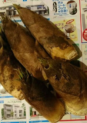 筍の下処理方法-レシピのメイン写真