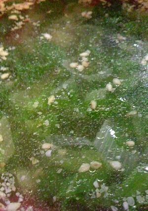子ども大好き☆わけぎたっぷりの中華スープ-レシピのメイン写真