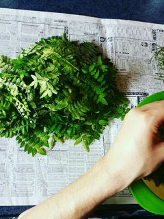 山椒の葉の佃煮(^o^)-レシピのメイン写真
