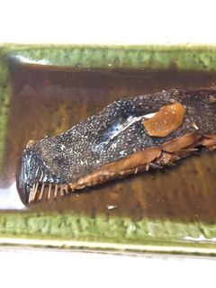 母のカレイの煮付け-レシピのメイン写真