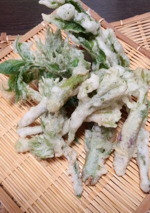 山ウドの栄養の宝庫、穂先でてんぷらを！！-レシピのメイン写真